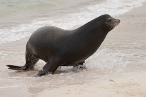 Galapagos Sea Lion photo by Cheesemans’ Ecology Safaris