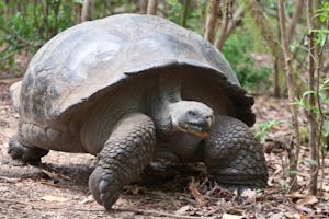 Giant Tortoise photo by Cheesemans’ Ecology Safaris