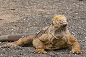 Land Iguana photo by Cheesemans’ Ecology Safaris
