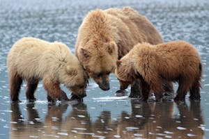 Brown Bears in Lake Clark National Park photo by Susy Huysmans with Cheesemans' Ecology Safaris