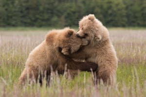 Brown Bears © Debbie Thompson
