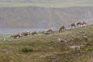 Carribou in Denali National Park photo by Debbie Thompson with Cheesemans' Ecology Safaris