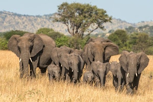 Elephant Family © Tom Murphy