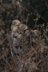 Leopard photo by Tom Murphy with Cheesemans’ Ecology Safaris