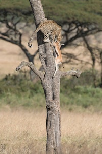 Leopard photo by Tom Murphy with Cheesemans’ Ecology Safaris