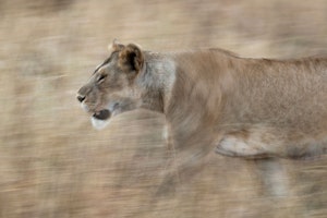 Lioness photo by Tom Murphy with Cheesemans’ Ecology Safaris