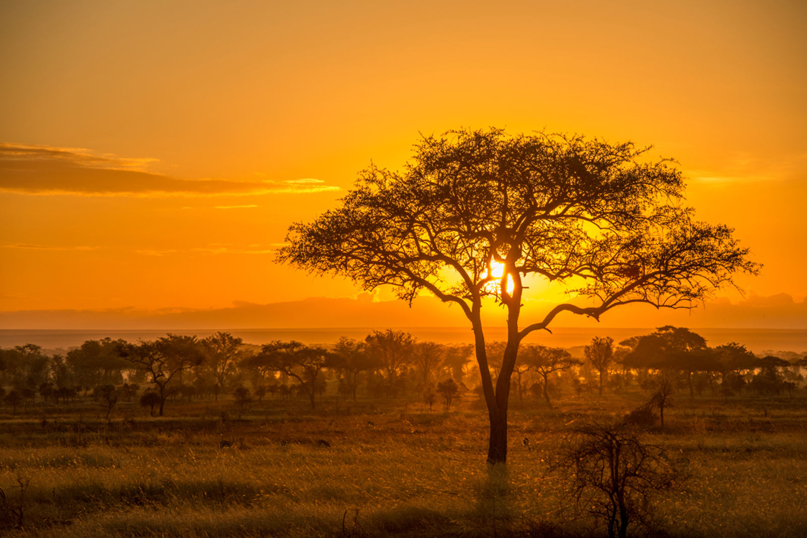 Ecotourism & Conservation in Botswana - Cheesemans Ecology Safaris