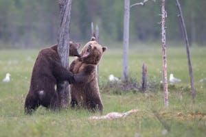 Brown Bear © Alain Verstraete