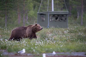 Brown Bear © Alain Verstraete