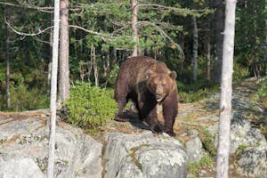 Brown Bear © Cheesemans’ Ecology Safaris