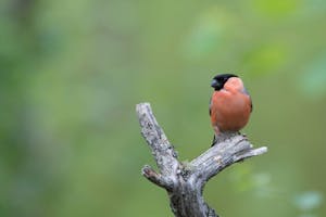 Eurasian Bullfinch © Alain Verstraete