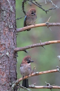 Eurasian Jay © Alain Verstraete