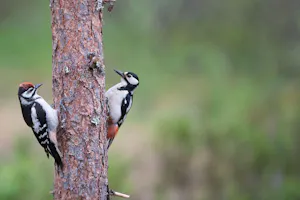 Great Spotted Woodpecker © Alain Verstraete