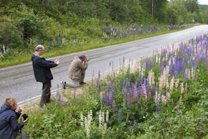 Photographing Lupines © Cheesemans’ Ecology Safaris