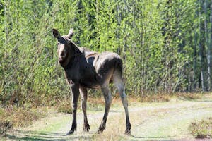 Moose © Cheesemans' Ecology Safaris