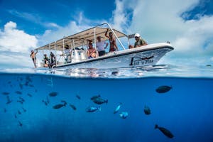 Ocean Hunter III Tender photo by Antonio Husadel with Cheesemans’ Ecology Safaris