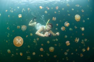 Snorkeling in a Jellyfish Lake © Ocean Productions
