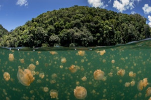 Jellyfish Lake © Enric Sala