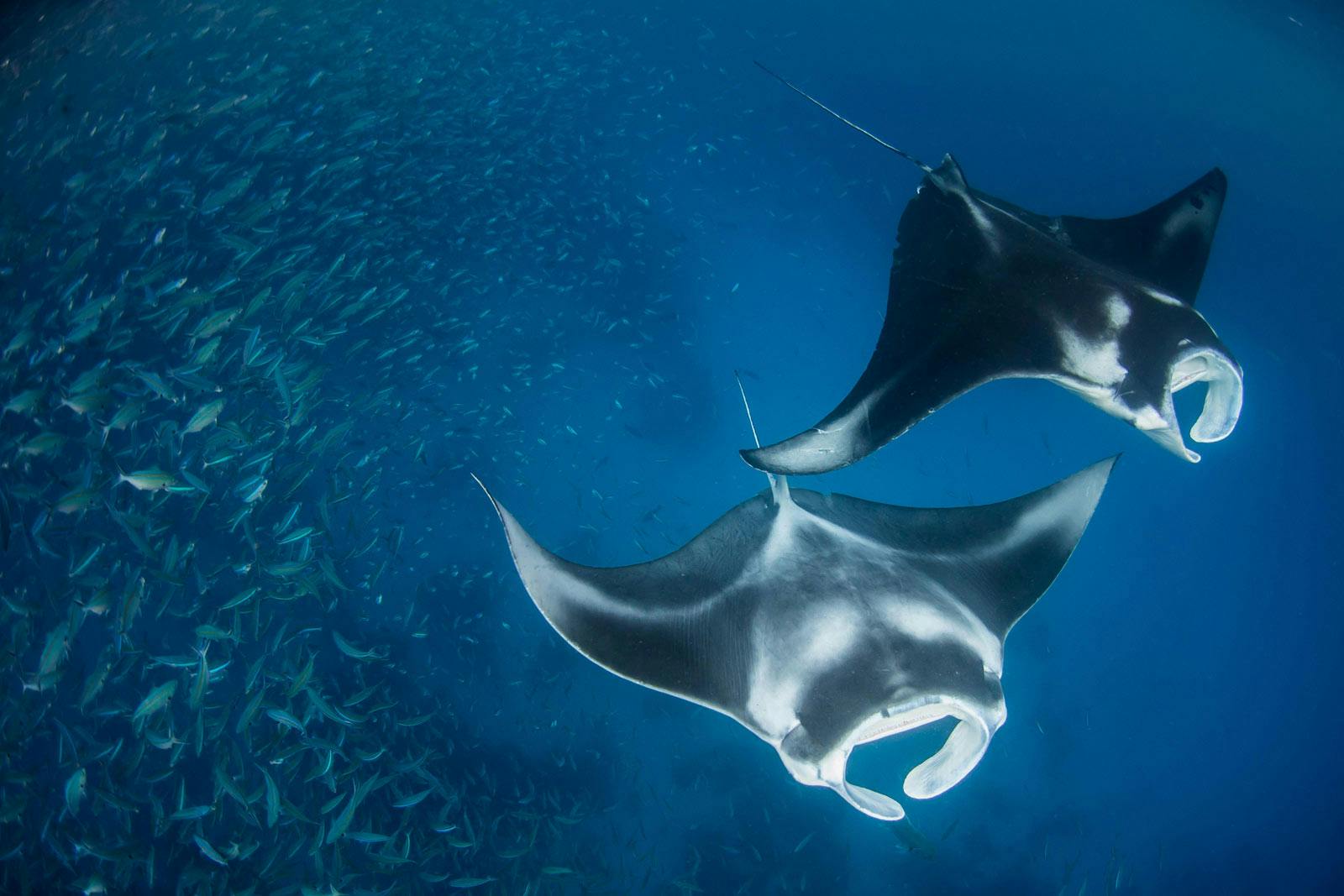 Manta Rays photo by Enric Sala with Cheesemans’ Ecology Safaris