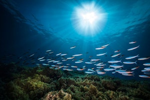 Reef photo by Scott Davis with Cheesemans’ Ecology Safaris