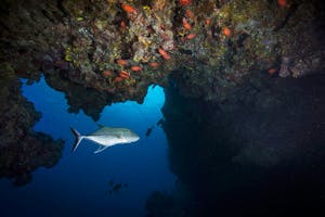 Reef photo by Scott Davis with Cheesemans’ Ecology Safaris