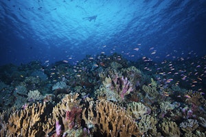 Underwater reef photo by Scott Davis with Cheesemans’ Ecology Safaris
