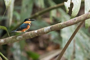 American Pygmy Kingfisher photo by Debbie Thompson with Cheesemans' Ecology Safaris