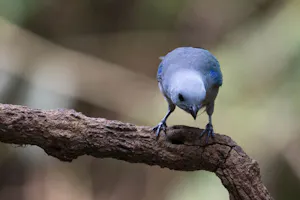 Blue-gray Tanager photo by Debbie Thompson with Cheesemans' Ecology Safaris