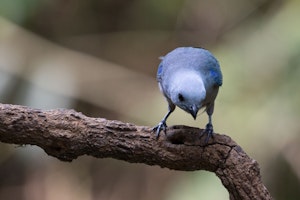 Blue-gray Tanager photo by Debbie Thompson with Cheesemans' Ecology Safaris