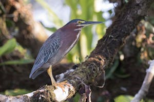 Green Heron photo by Debbie Thompson with Cheesemans' Ecology Safaris