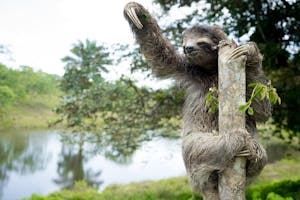 Three-toed Sloth photo with Cheesemans' Ecology Safaris
