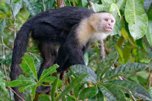 White-faced Capuchin © Marc Lombardi