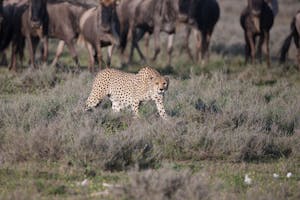 Cheetah photo with Cheesemans' Ecology Safaris