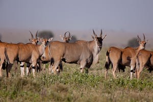 Common Eland photo with Cheesemans' Ecology Safaris