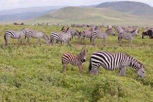 Plains Zebra photo with Cheesemans' Ecology Safaris