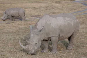 White Rhinoceros photo with Cheesemans' Ecology Safaris