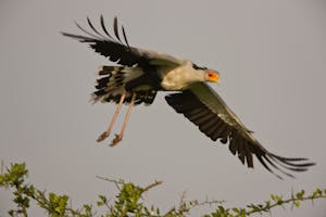 Secretary Bird photo with Cheesemans' Ecology Safaris