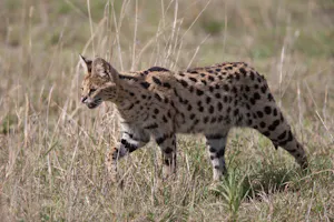 Serval photo with Cheesemans' Ecology Safaris