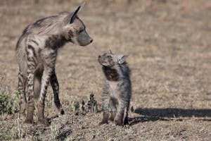 Striped Hyena photo with Cheesemans' Ecology Safaris