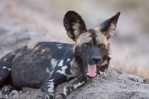 Wild Dog photo with Cheesemans' Ecology Safaris