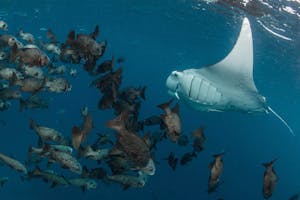 Manta Ray photo by Enric Sala with Cheesemans’ Ecology Safaris