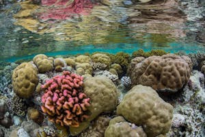 Reef by Enric Sala with Cheesemans’ Ecology Safaris