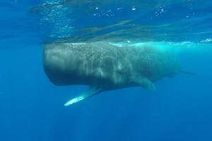 Sperm Whale with Cheesemans’ Ecology Safaris