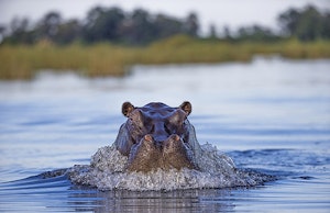 Hippo © Scott Davis