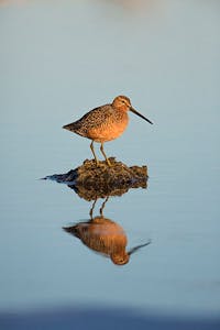 Long-billed Dowithcer © Hugh Rose