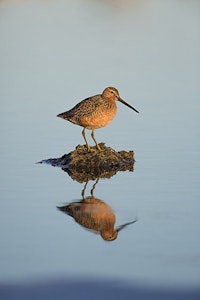 Long-billed Dowithcer © Hugh Rose