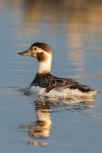 Long-tailed Duck © Hugh Rose
