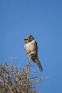 Northern Hawk Owl © Hugh Rose