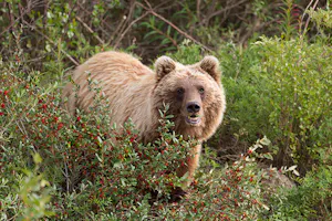 Arctic Grizzly Bear © Hugh Rose