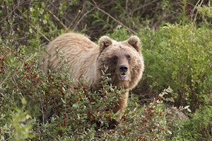 Arctic Grizzly Bear © Hugh Rose